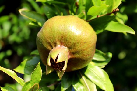 Fruit food south