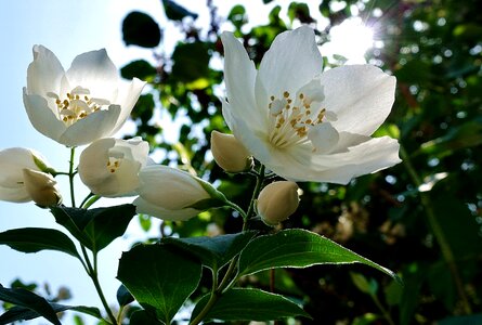 Spring blossom bloom photo