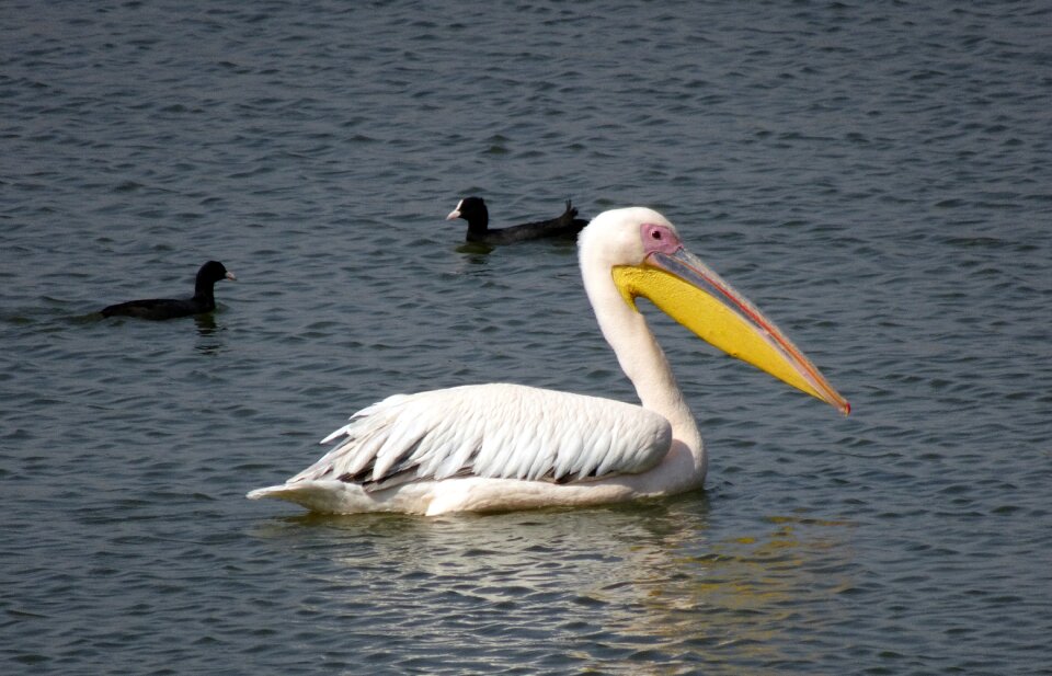 Eastern white pelican rosy pelican white pelican