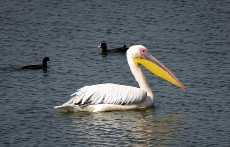 Eastern white pelican rosy pelican white pelican photo