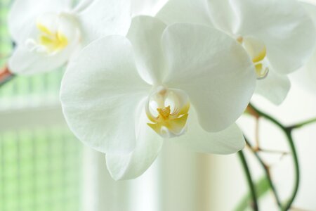 Phalaenopsis orchidlovers flowers