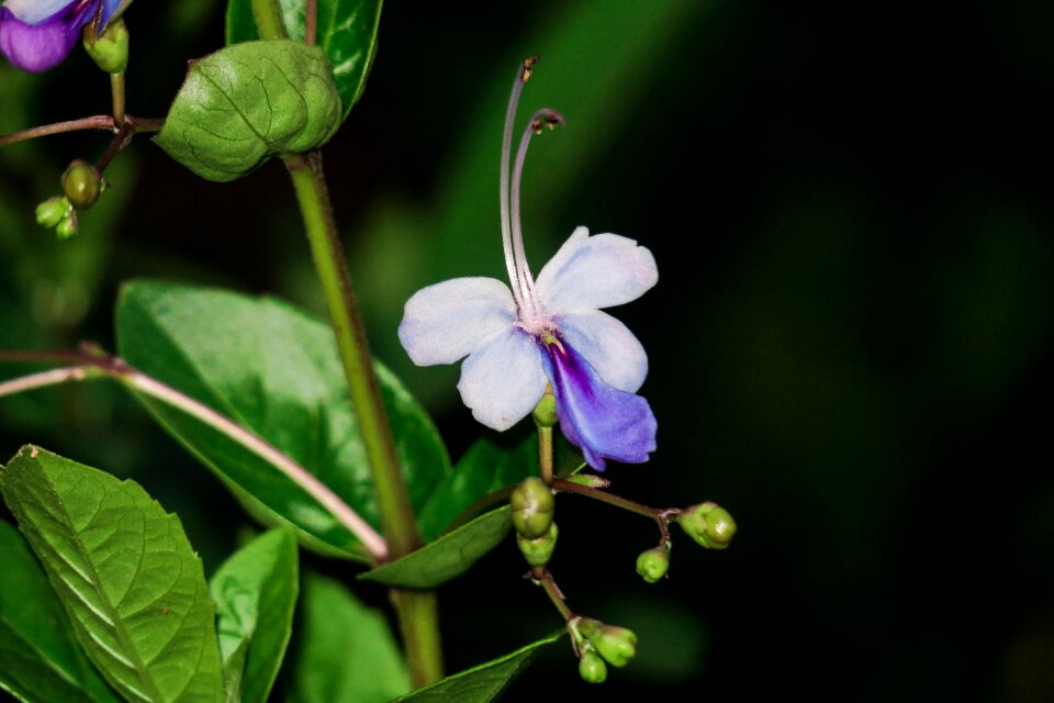 Plant leaf outdoor