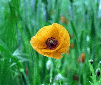 Beauty yellow flower wild flower