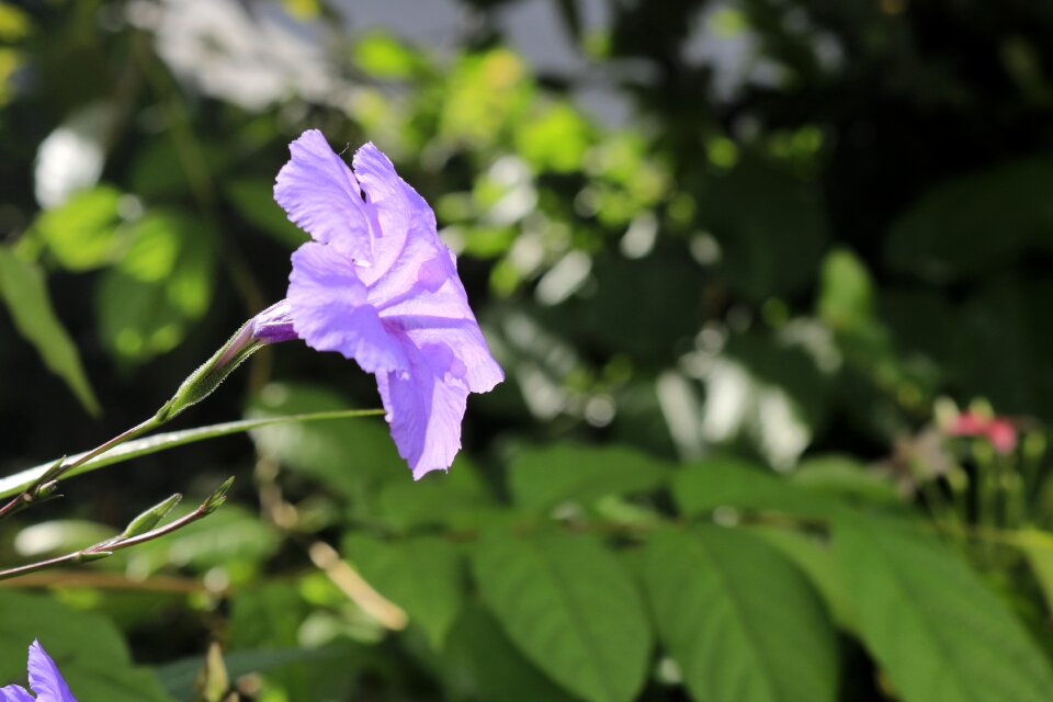 Flower ruellia acanthaceae