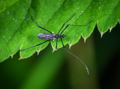 Insect macro Free photos