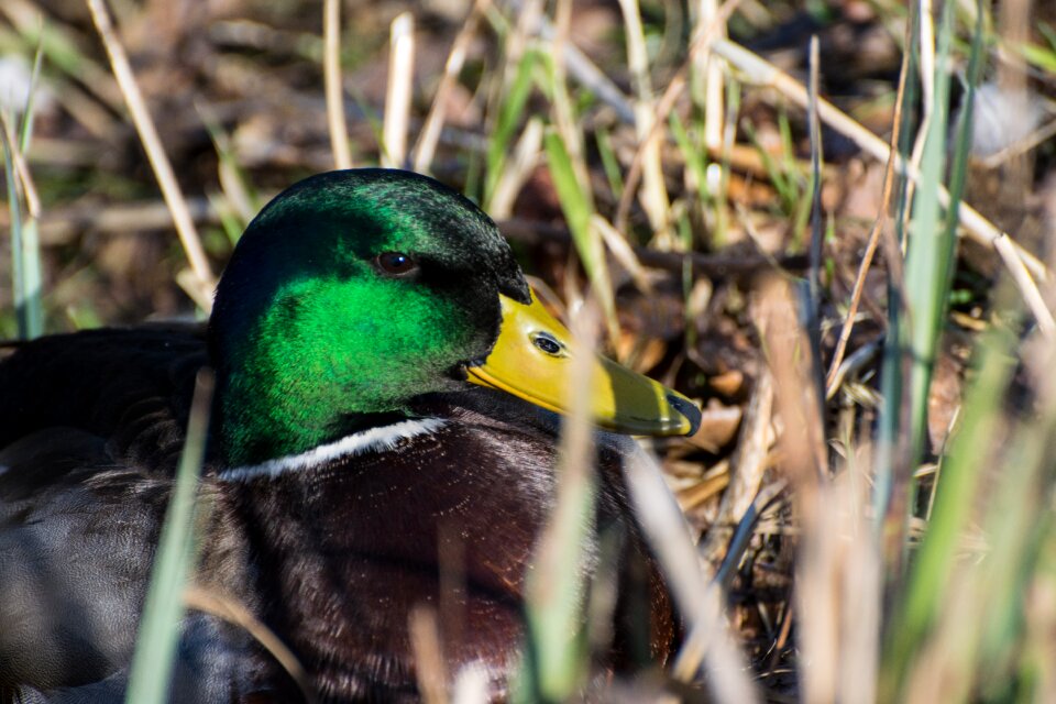 Mallard plumage water bird