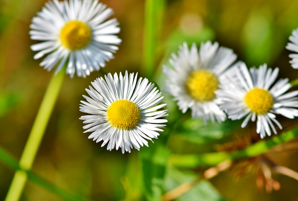 Bloom flower plant