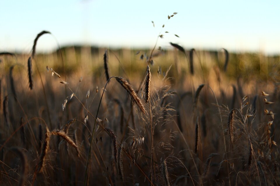 Plant grain cornfield