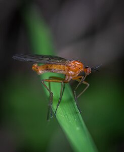 Insect macro blade of grass