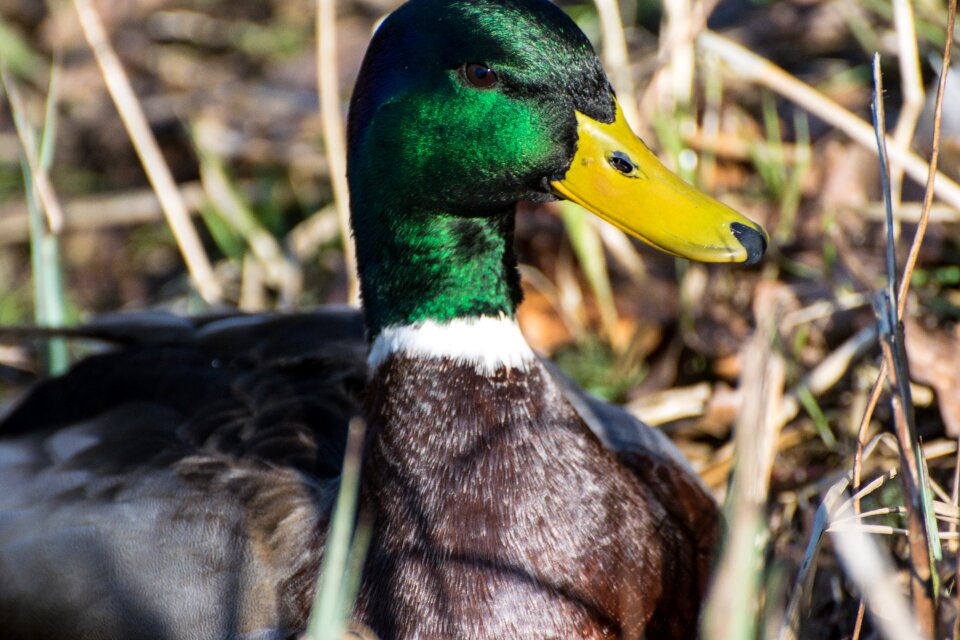 Water bird animal mallard