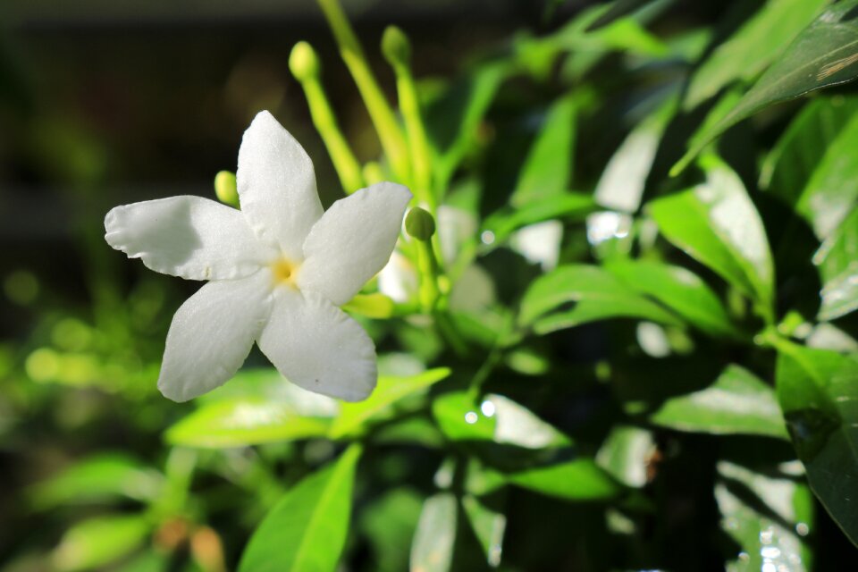 Flower apocynaceae nature