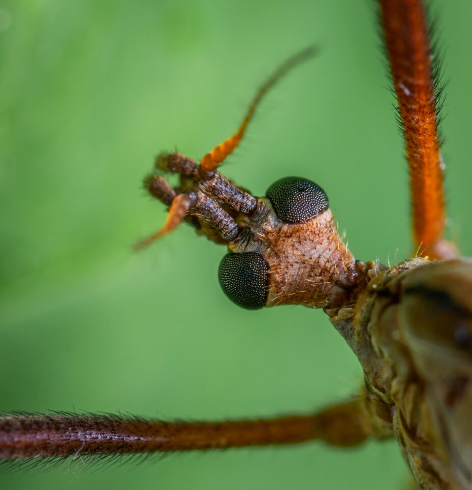 Insect macro the mosquito dolgonogi