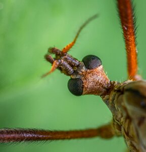 Insect macro the mosquito dolgonogi