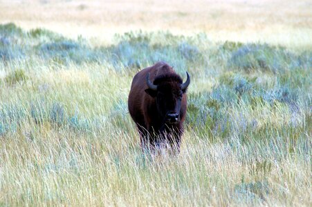Buffalo horns mammal