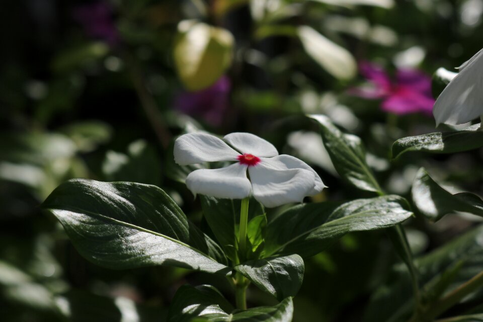 Flower catharanthus apocynaceae