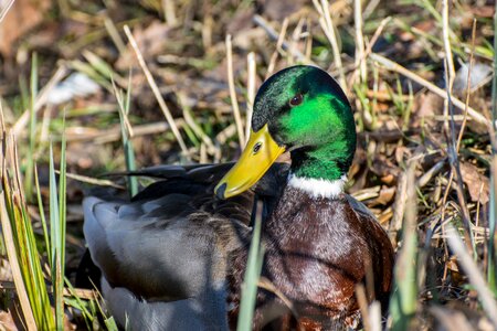 Water bird animal mallard