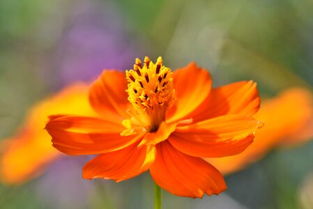 Colorful summer flower flower