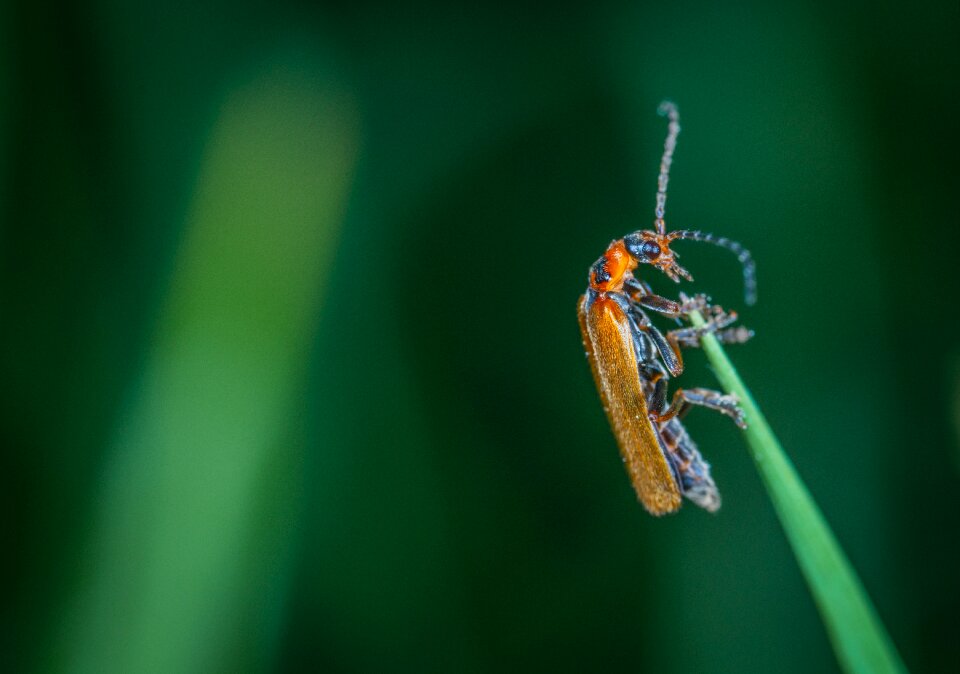 Macro blade of grass beetle