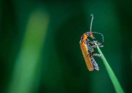 Macro blade of grass beetle