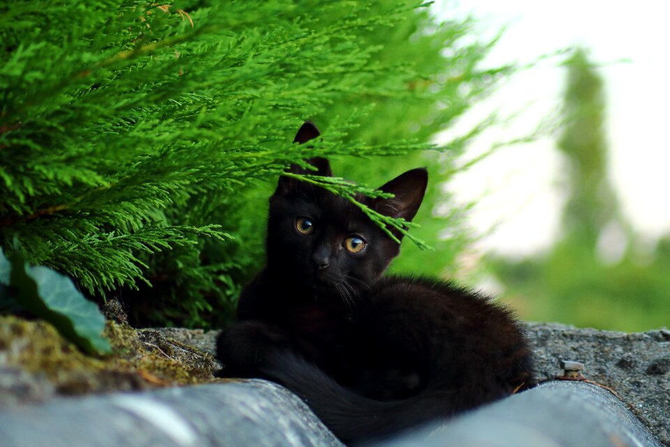 Mammals feline eyes
