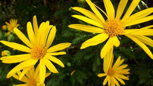 Flowers margaritas wild