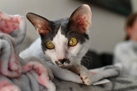 Curious eyes reflections