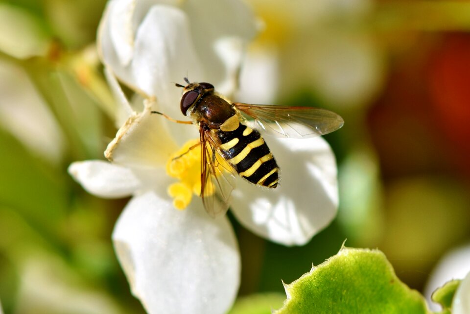 Standing fly fly insect