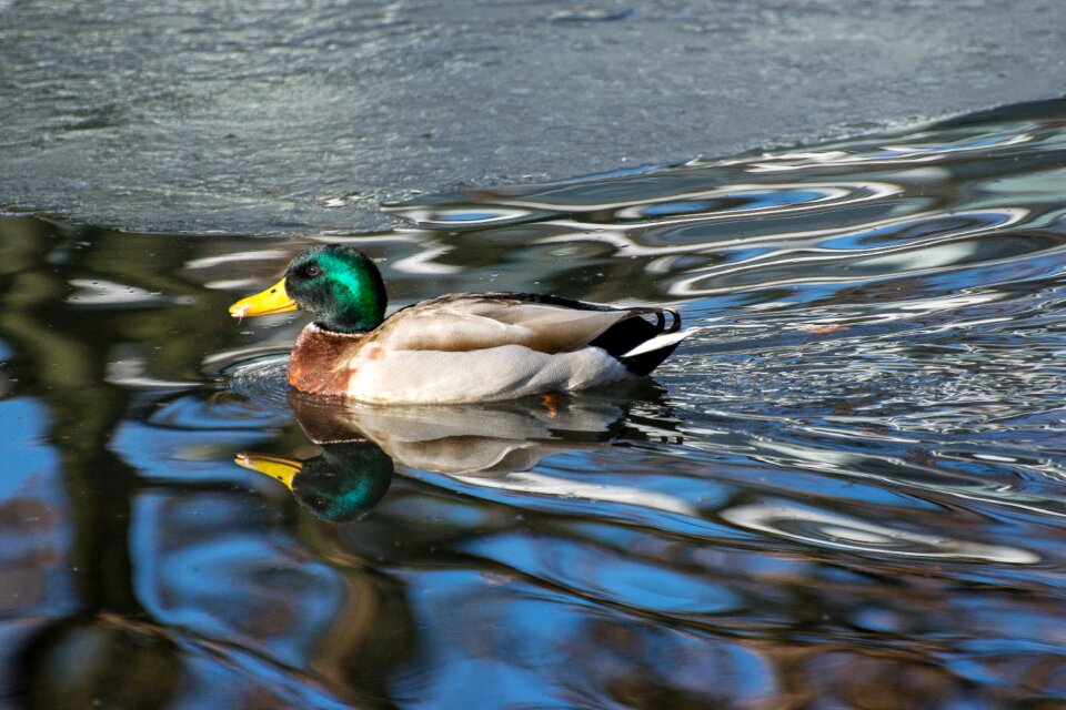 Water bird animal mallard