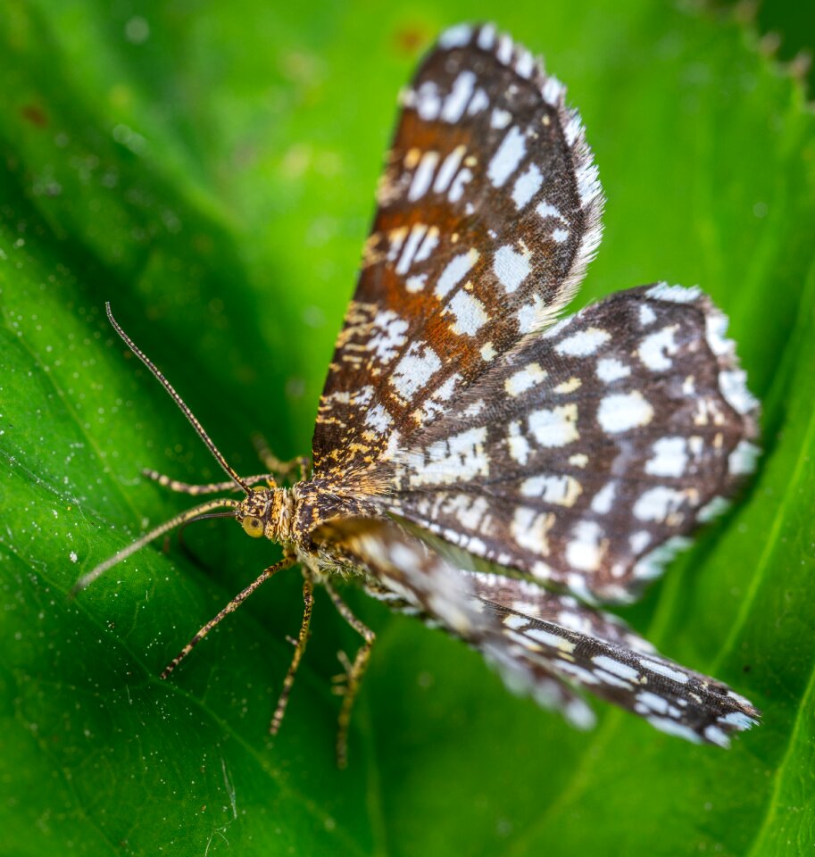 Macro butterfly lepidoptera