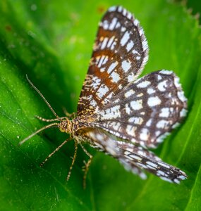 Macro butterfly lepidoptera