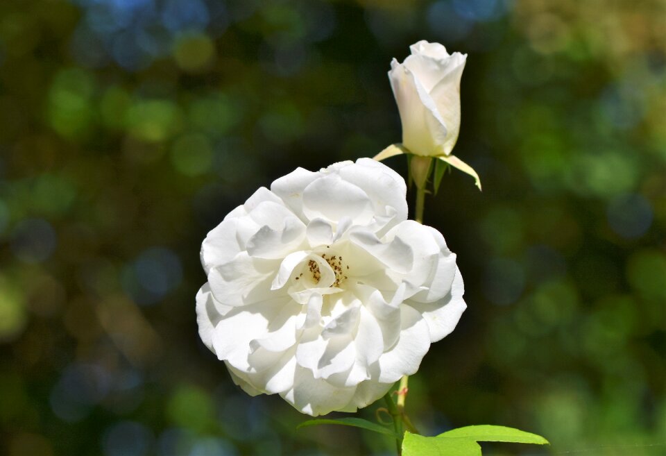White blossom bloom
