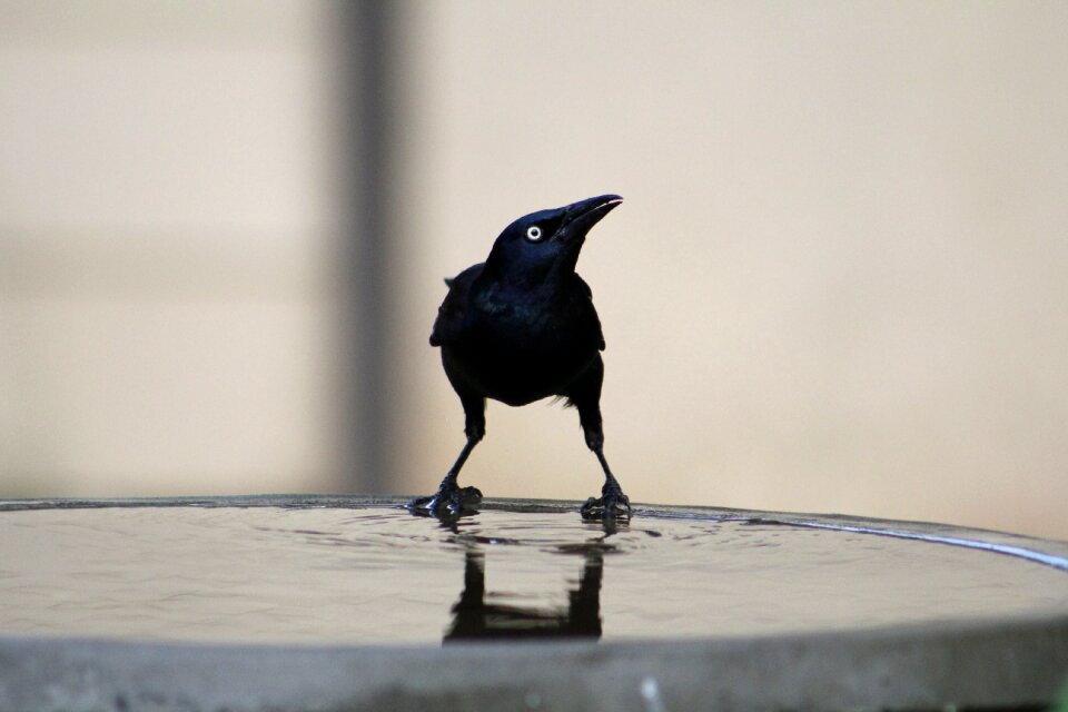 Grackle nature wildlife