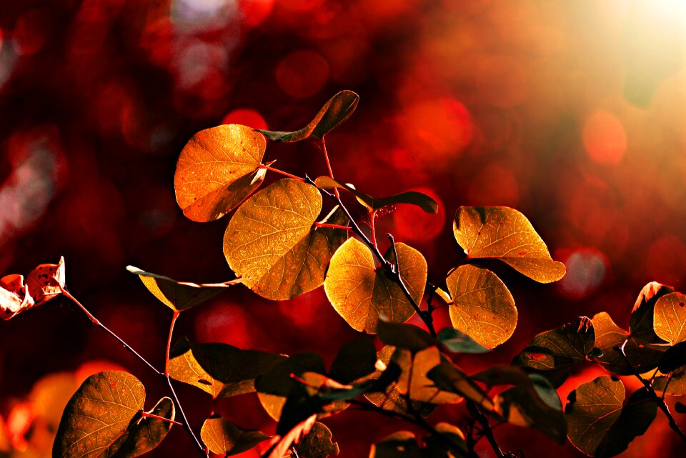 Twig bush foliage photo