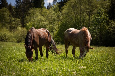 Meadow animals nature