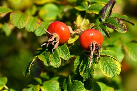 Food nutrition healthy