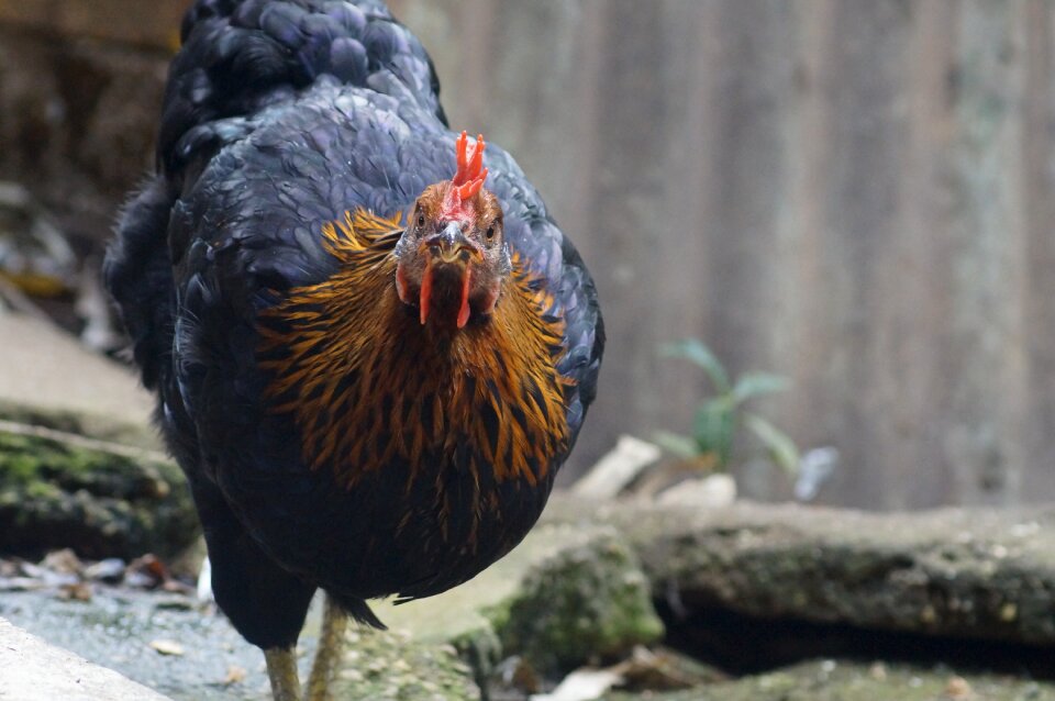 Gallo animals nature