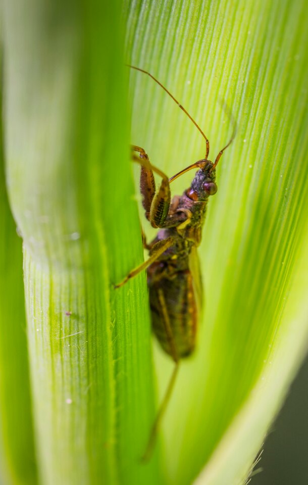 Insect macro blade of grass