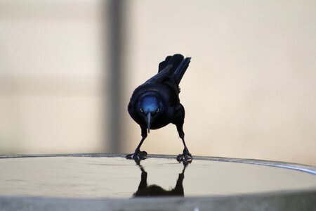 Grackle nature wildlife photo