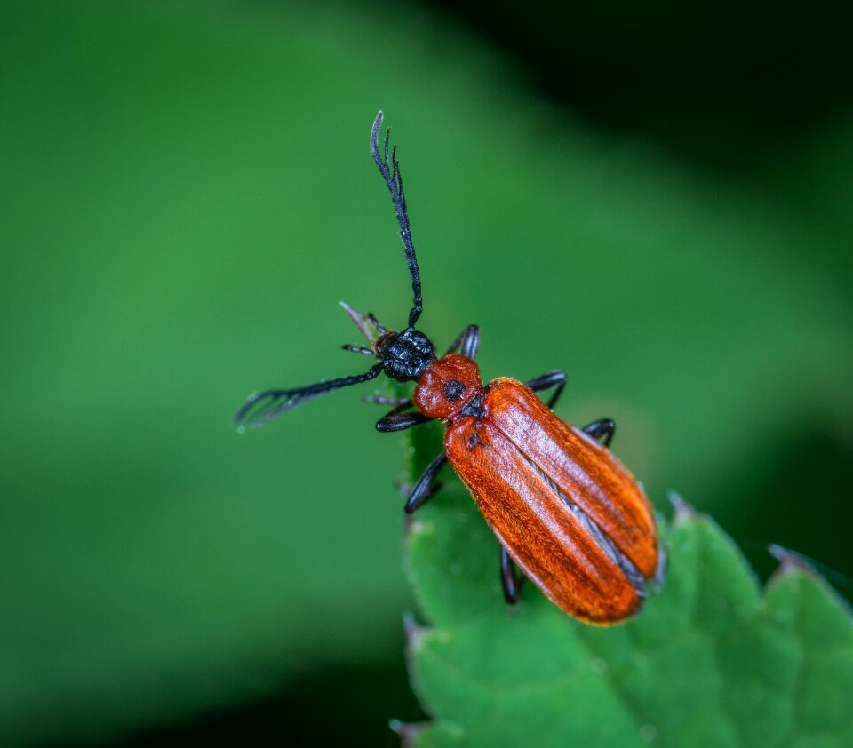 Insect macro beetle