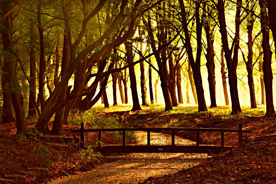 Avenue tree lined silhouette