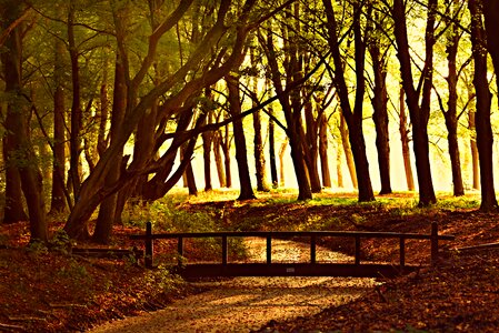 Avenue tree lined silhouette