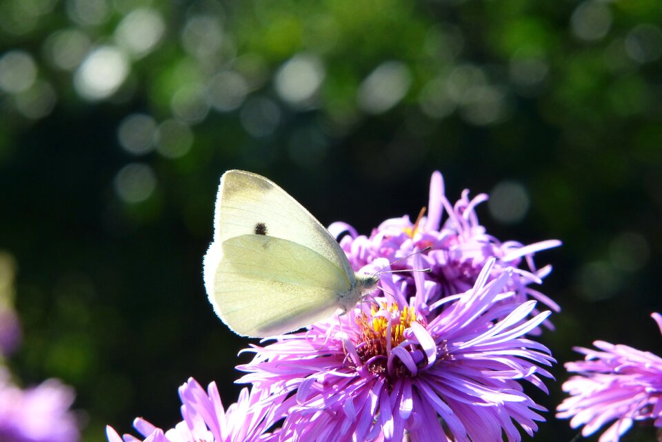 Butterfly day flower animals