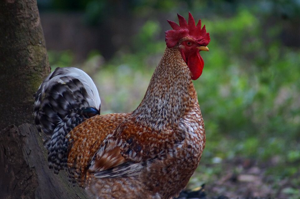 Gallo animals nature