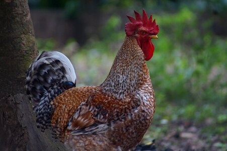 Gallo animals nature