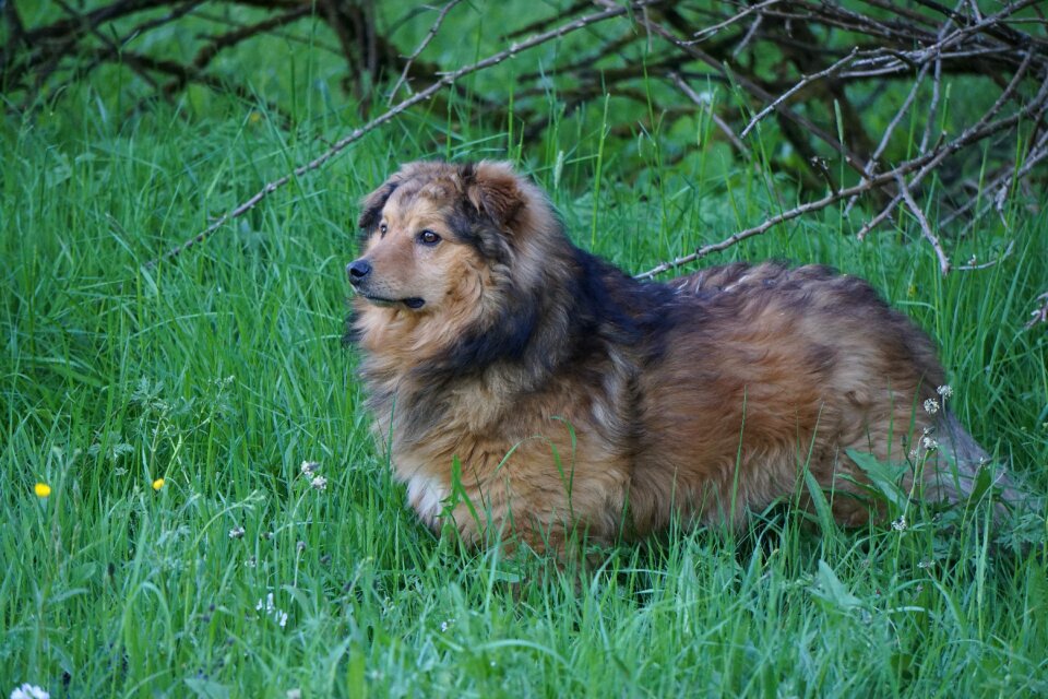 Pet nature dog