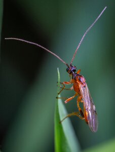 Insect macro sheet