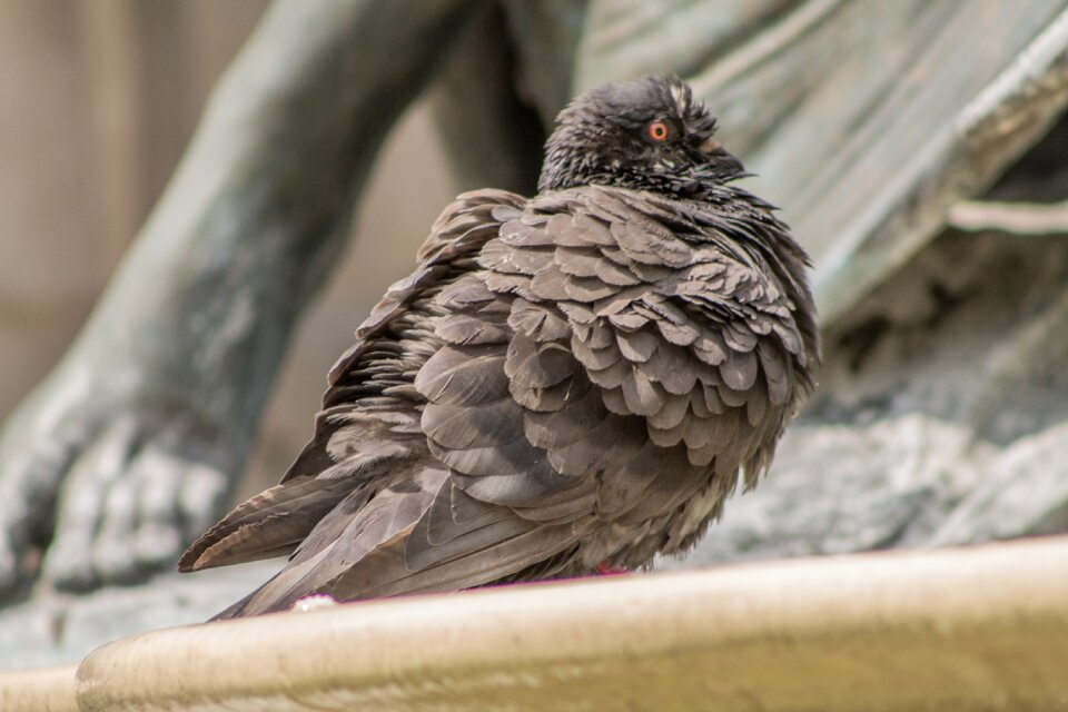 Bird closeup germany