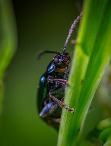 Macro beetle coleoptera