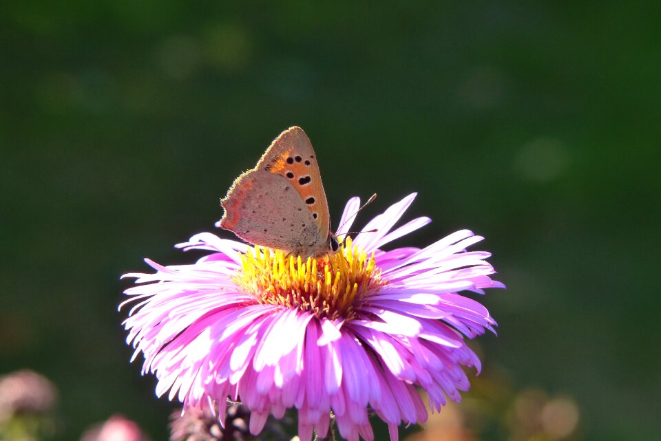 Butterfly day flower animals