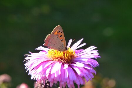 Butterfly day flower animals